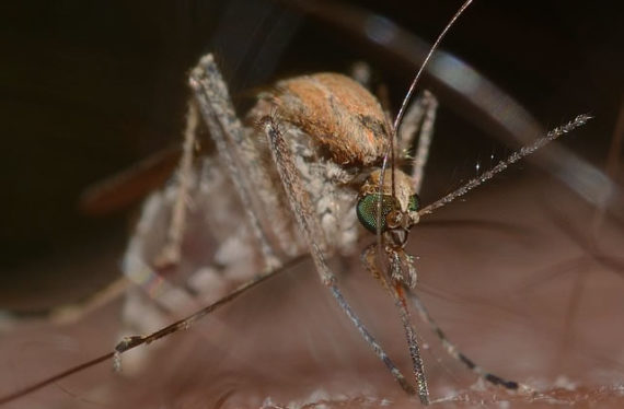 surveillance maladies moustique