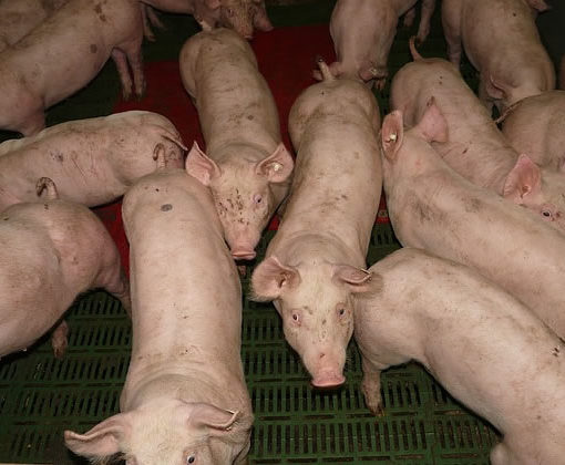 élevage intensif de porcs